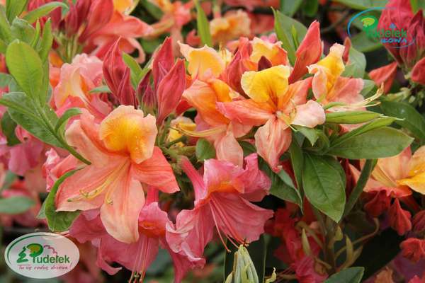 Azalia Mount Saint Helens